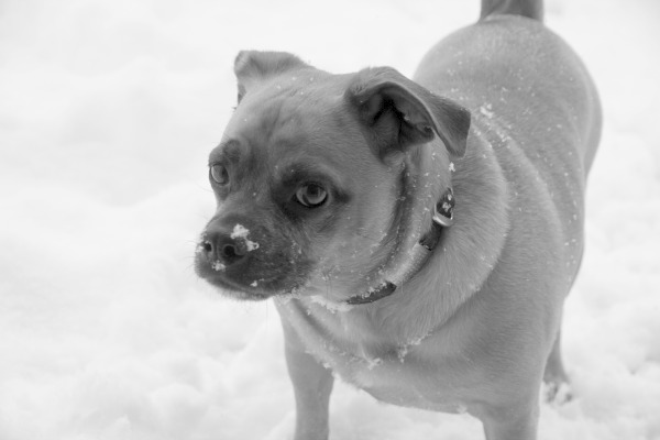 Puggle in the snow